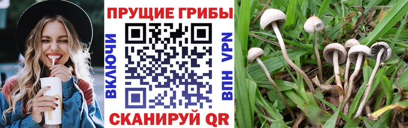 Купить где  Вышний Волочёк  Галлюциногенные грибы Psilocybe 